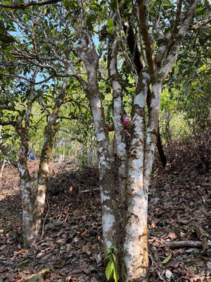 Spring 2026 Lao Banzhang Single Trees