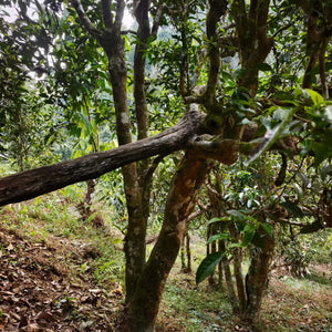 Spring 2026 Lao Man E Single Trees