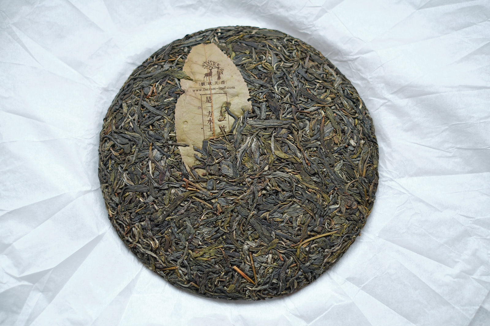 Spring 2024 Jingmai Gulan