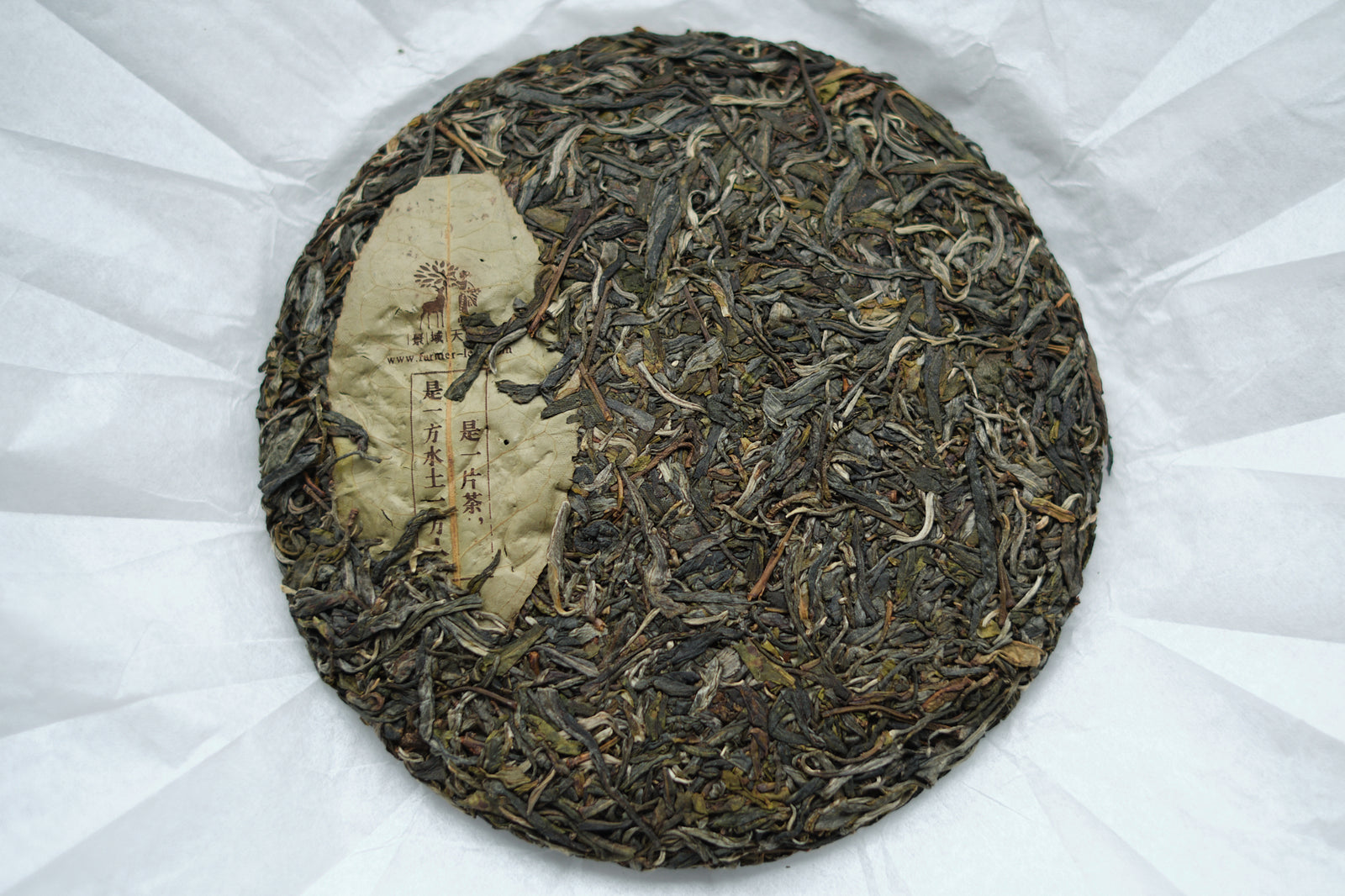 Spring 2024 Cang Yuan