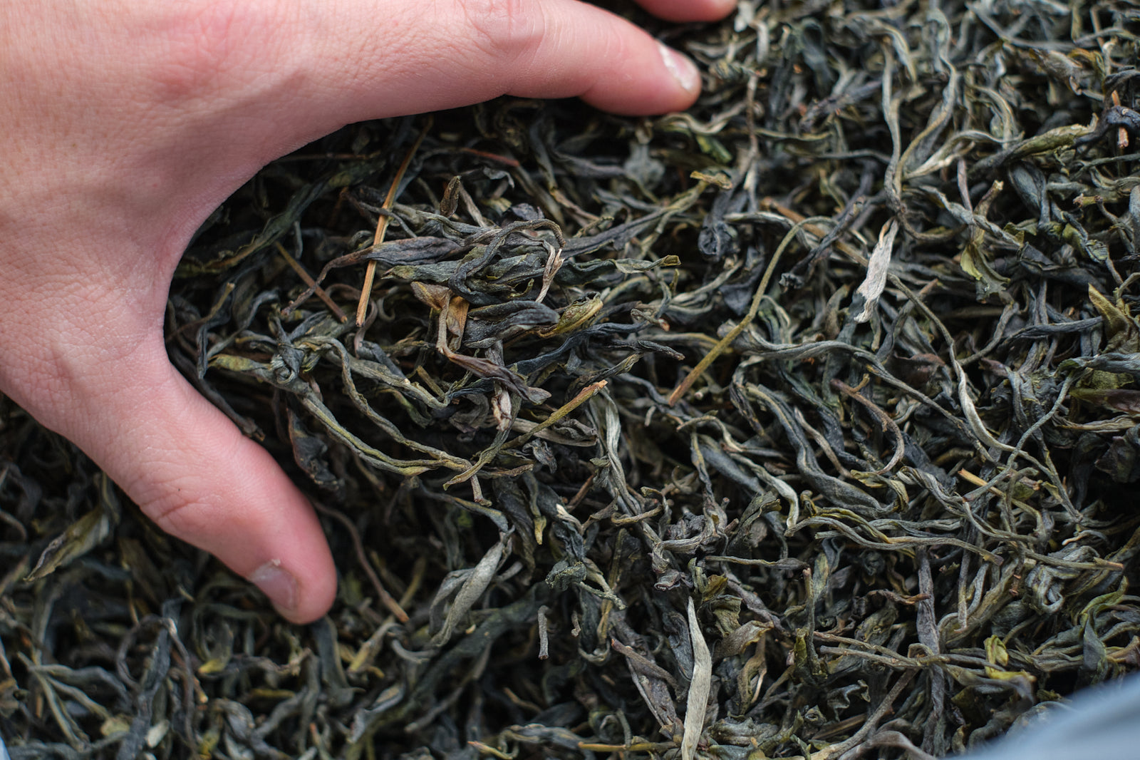 Spring 2023 Mai Sao Kan