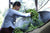 Autumn 2024 Jingmai Shengtai
