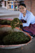 Autumn 2024 Jingmai Shengtai