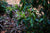 Spring 2024 Jingmai Liu Dui Garden