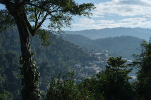 Spring 2023 Lao Man E small trees