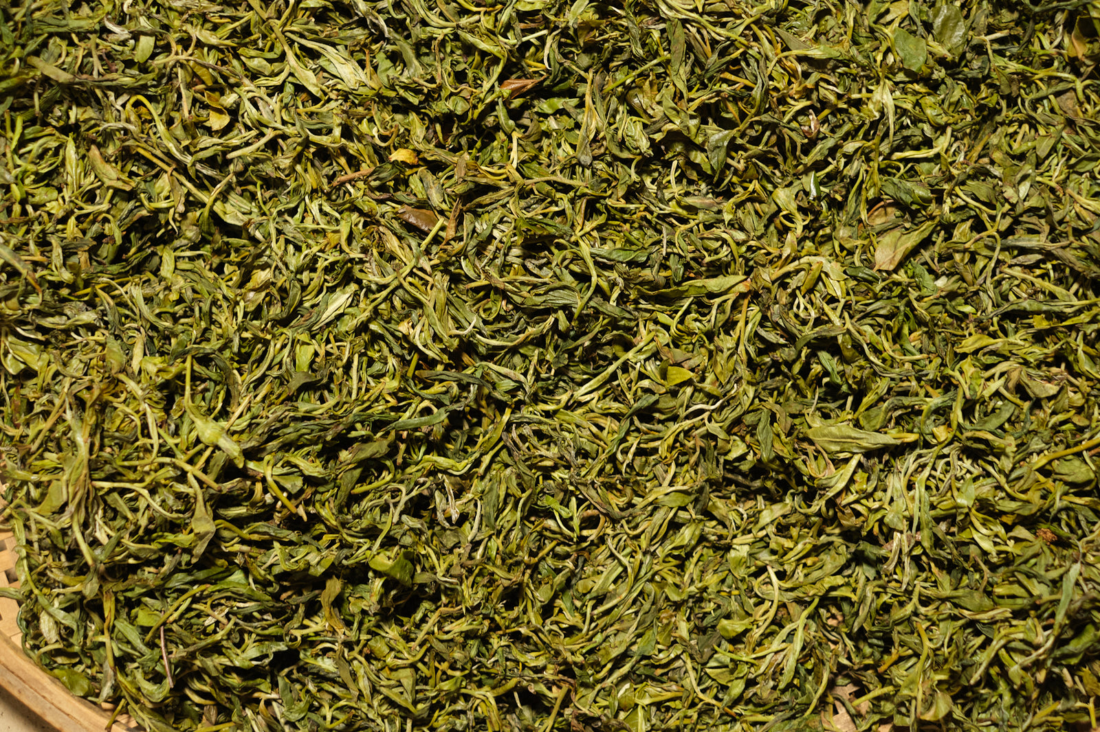 Spring 2025 Guang Jing Mao Cha