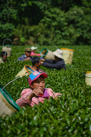 Spring 2026 Ailao High Mountain Oolong