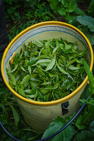 Spring 2026 Ailao High Mountain Oolong