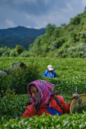 Spring 2026 Ailao High Mountain Oolong