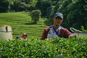 Spring 2019 Roasted Ailao Oolong