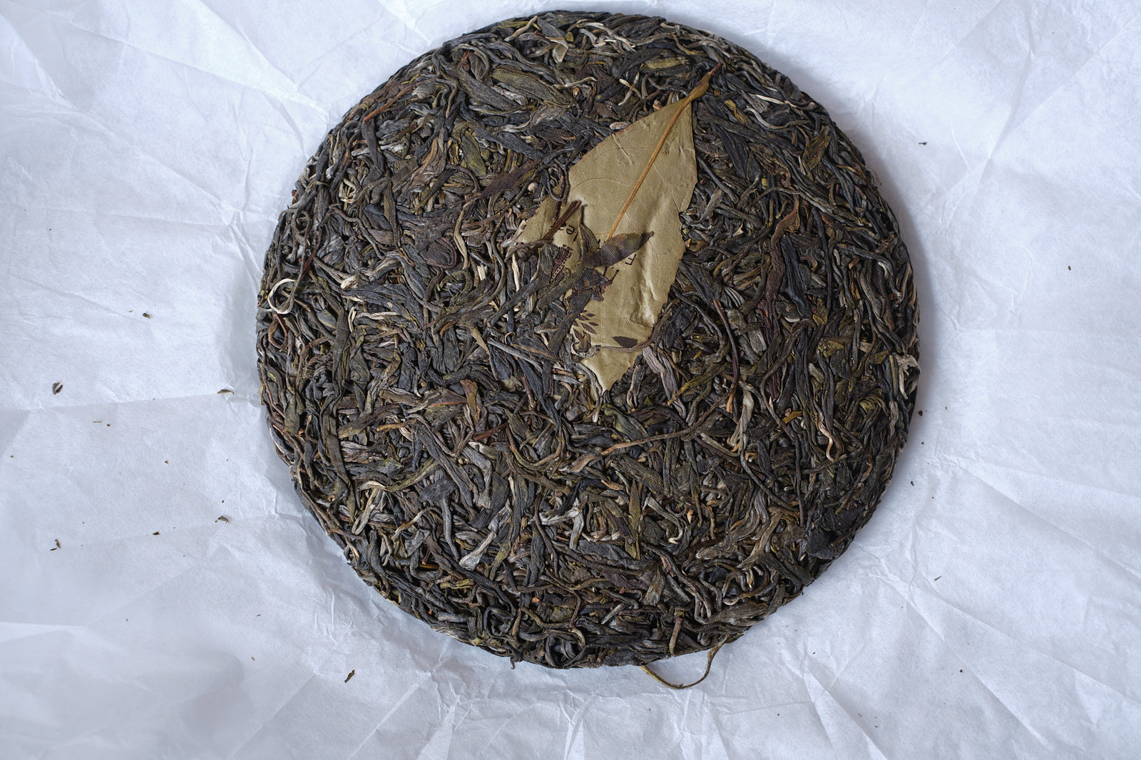 Spring 2025 Meng Noy