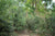 Spring 2024 Jingmai Mang Guo Garden