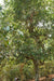 Spring 2024 Jingmai Single Trees