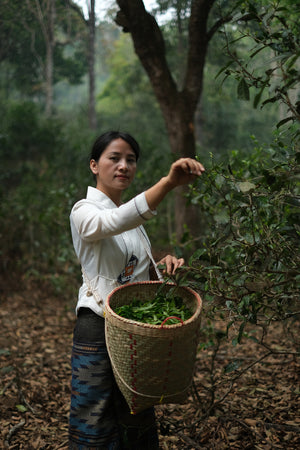 Spring 2023 Jingmai Gulan