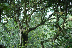 Spring 2026 Hekai single trees