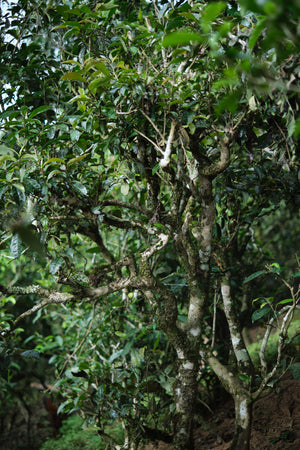 Spring 2026 Hekai single trees