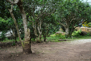 Spring 2026 Hekai single trees