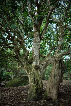 Spring 2026 Hekai single trees