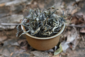 Spring 2026 Jingmai Shengtai Liu Dui