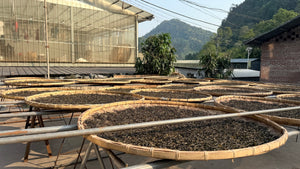 Spring 2025 Gua Feng Zhai