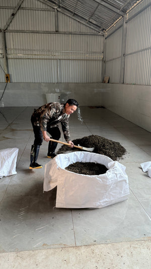 Spring 2025 Jingmai Ripe