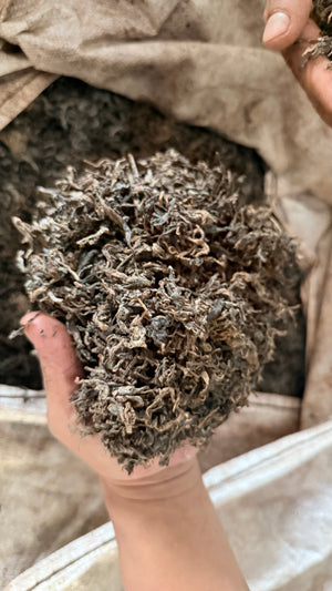 Spring 2025 Jingmai Ripe