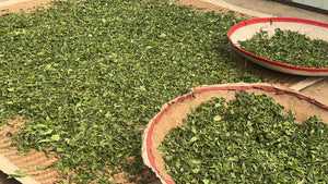 Spring 2026 Jingmai Shengtai Light Roast Sun-Dried Black