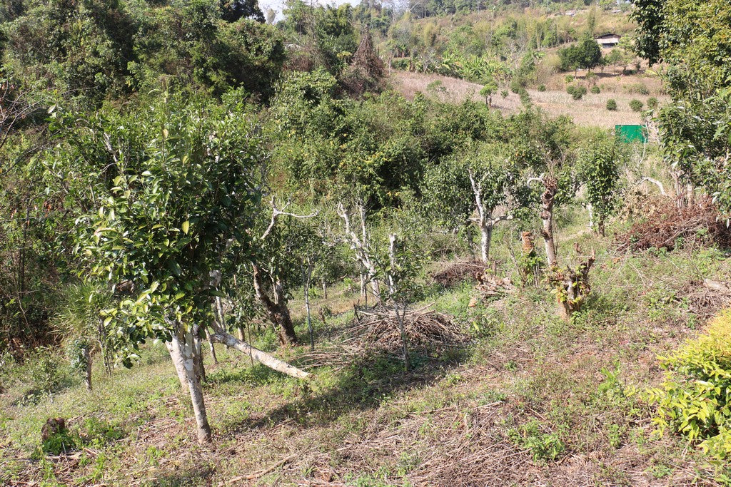 Spring 2019 Mae Hong Son Puerh