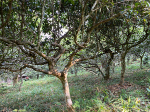 Spring 2021 Nannuo