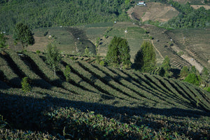 Spring 2022 Yingpan Shan Black