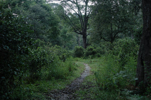Spring 2022 Jingmai Gulan