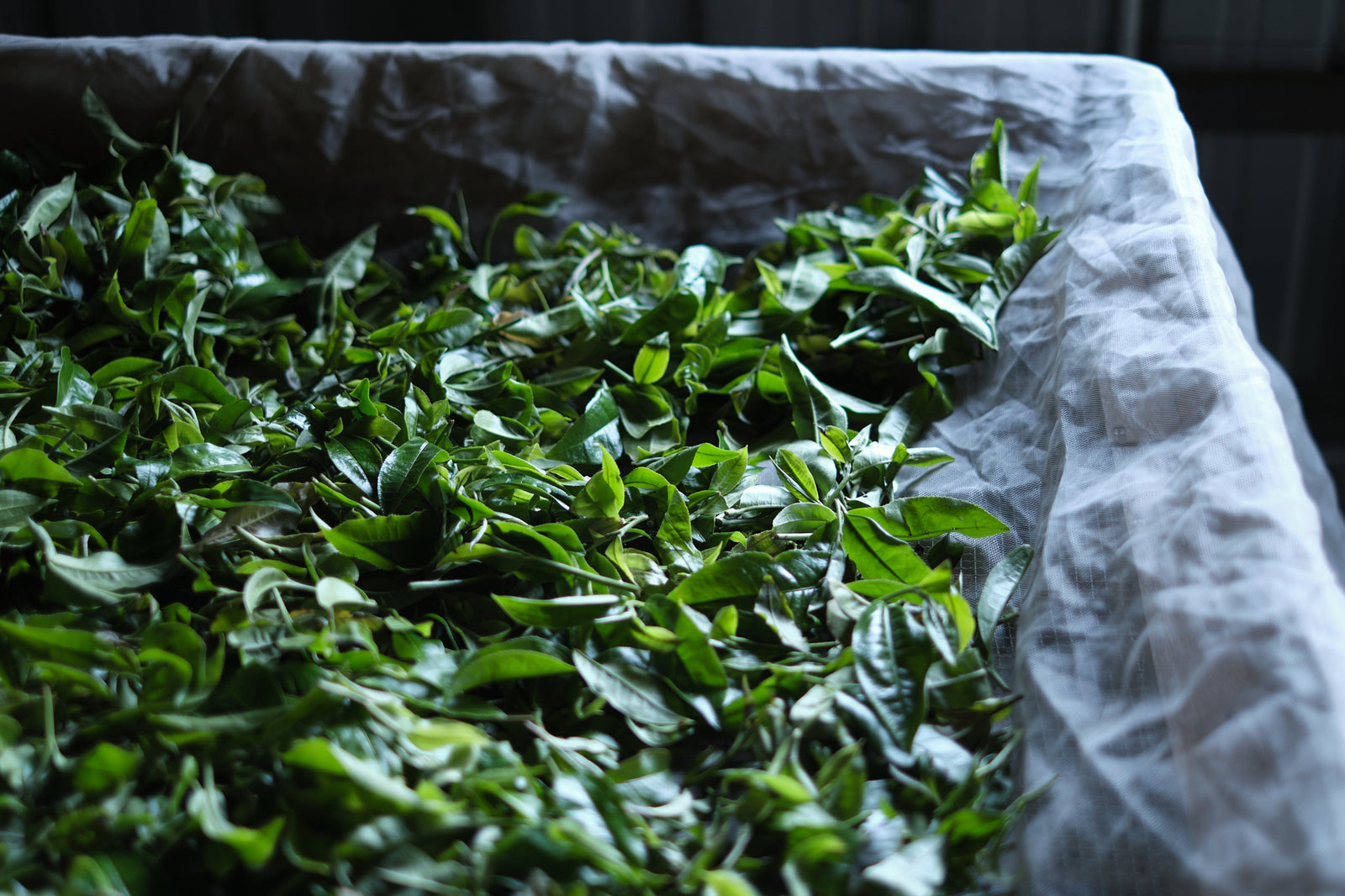 Autumn 2022 Jingmai Black #1