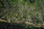 Spring 2022 Tang Fang Liang Zi Single Trees