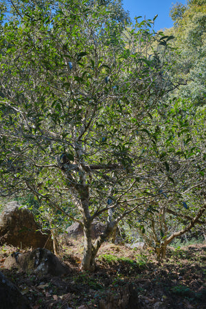 Spring 2022 Tang Fang Liang Zi Single Trees