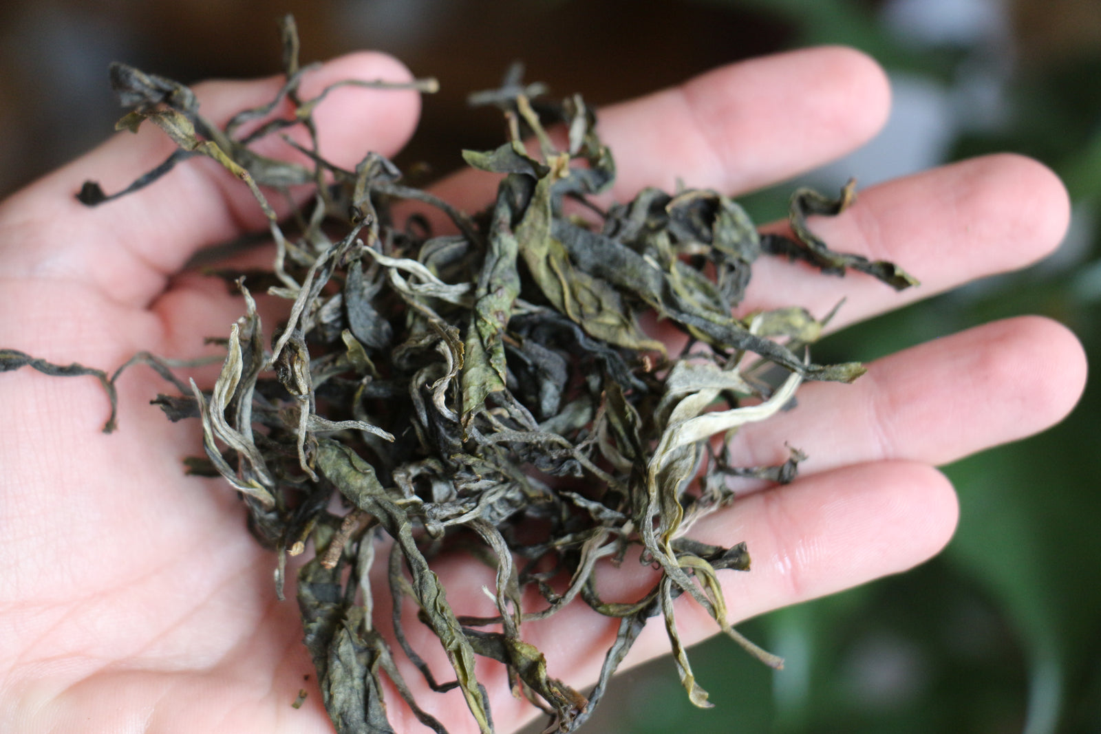 Spring 2018 Jingmai Shengtai Mao Cha