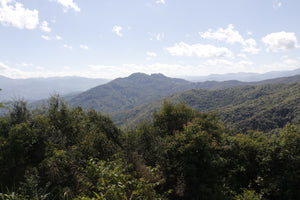 Spring 2019 Mangjing