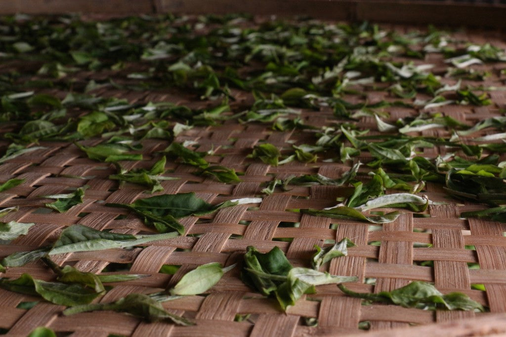 yue guang bai drying in the shade