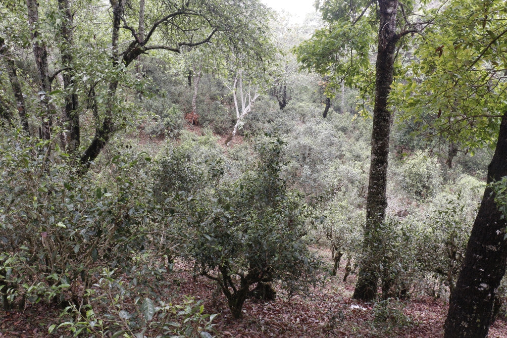 Spring 2017 Jingmai Gulan