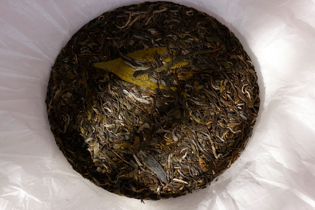 Autumn 2017 Jingmai Gushu