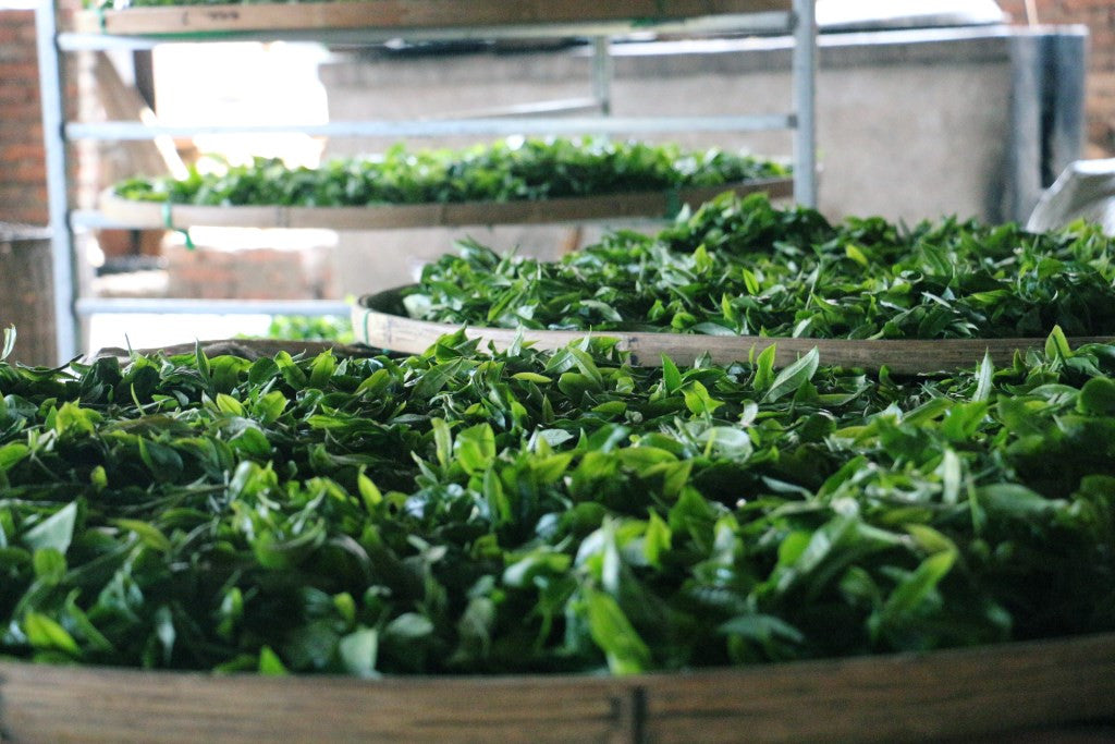 fresh tea leaves in flat bamboo baskets
