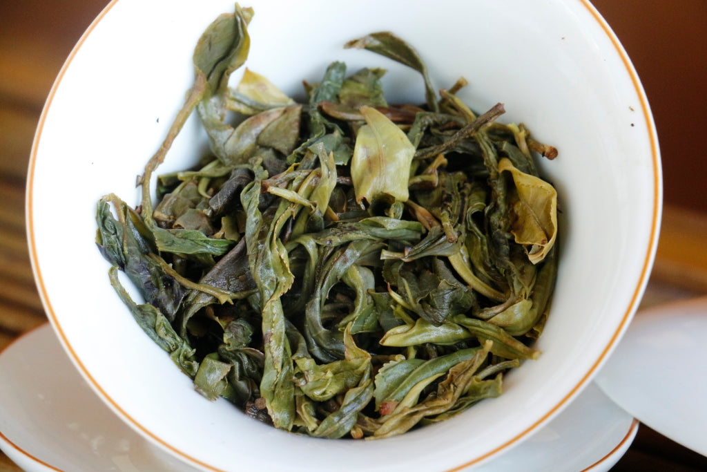 Spring 2020 Jingmai Gushu Mao Cha