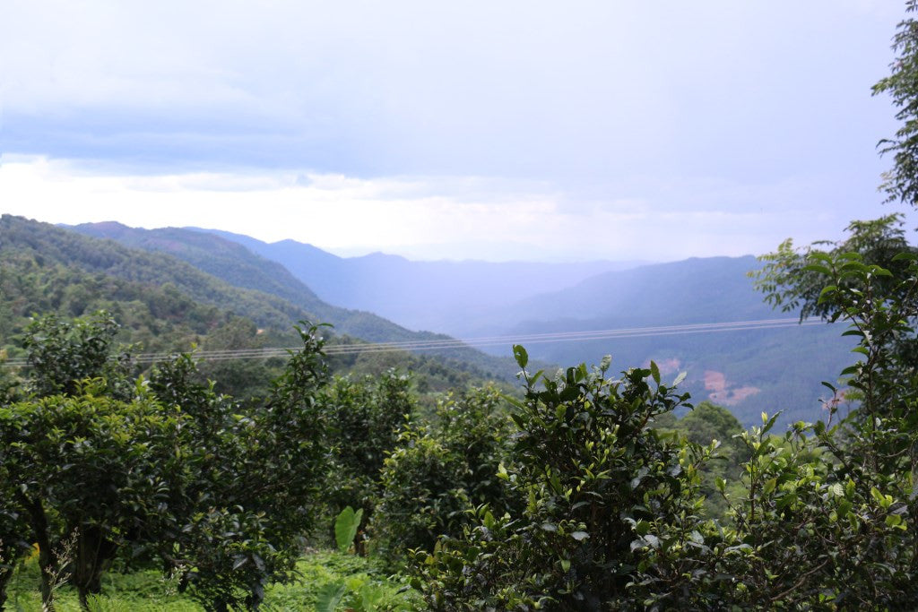 ancient tea gardens of jingmai mountain in the open