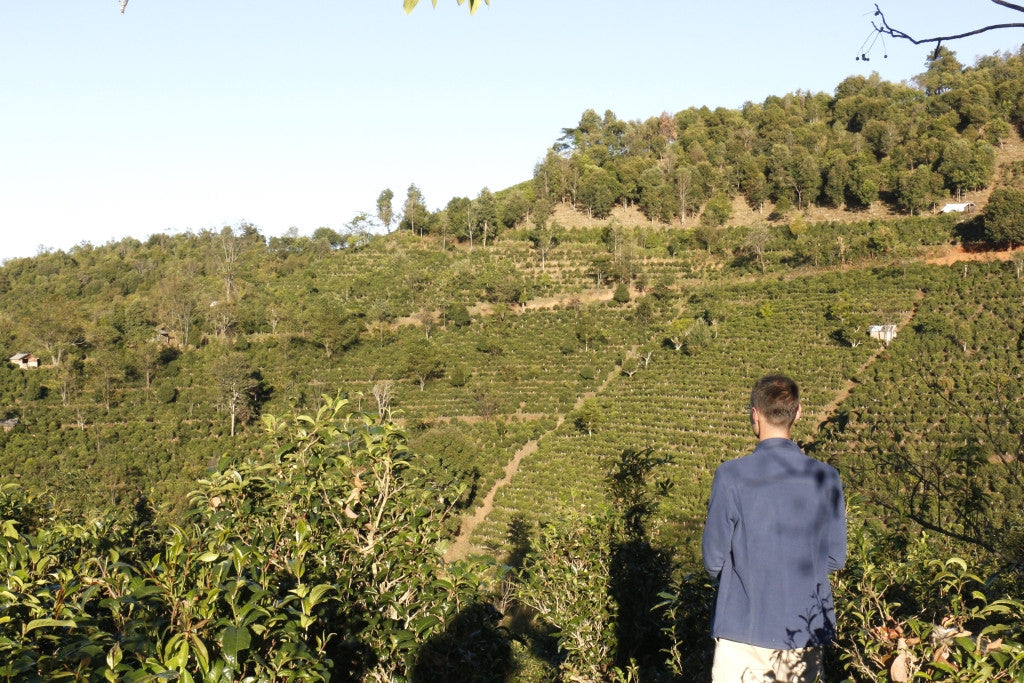 Spring 2017 Jingmai Miyun