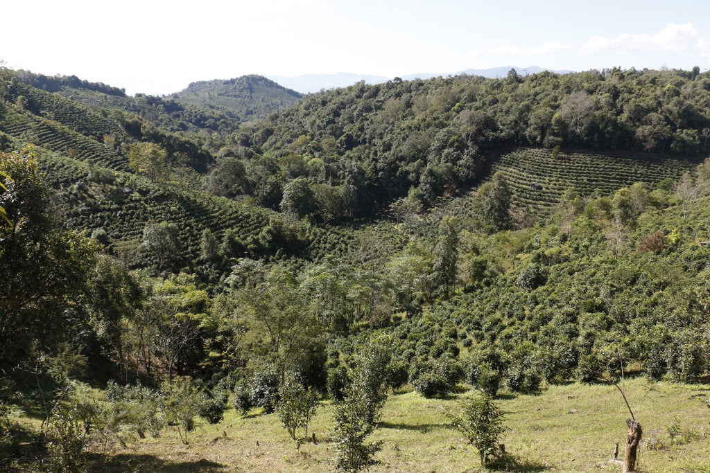 Spring 2017 Jingmai Miyun