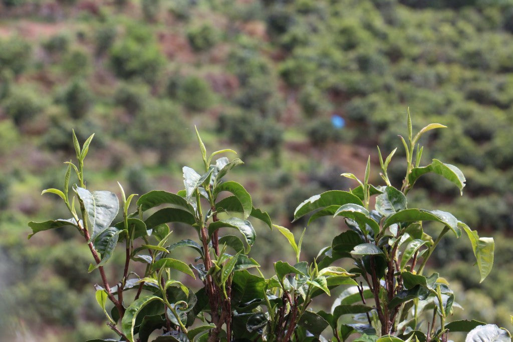 200g jingmai pu-erh tea cake