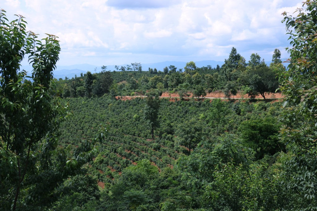 Autumnal Plantation 2014