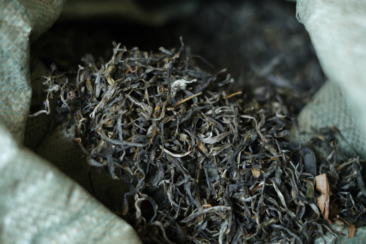 Spring 2023 Nuo Gu Wan