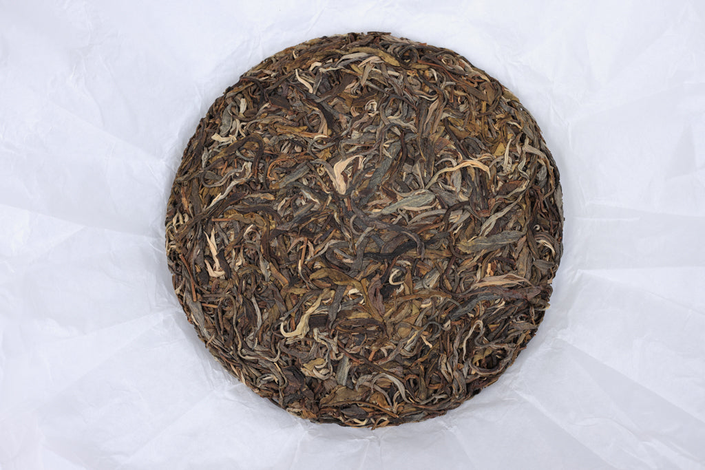 Autumn 2021 Pasha big trees