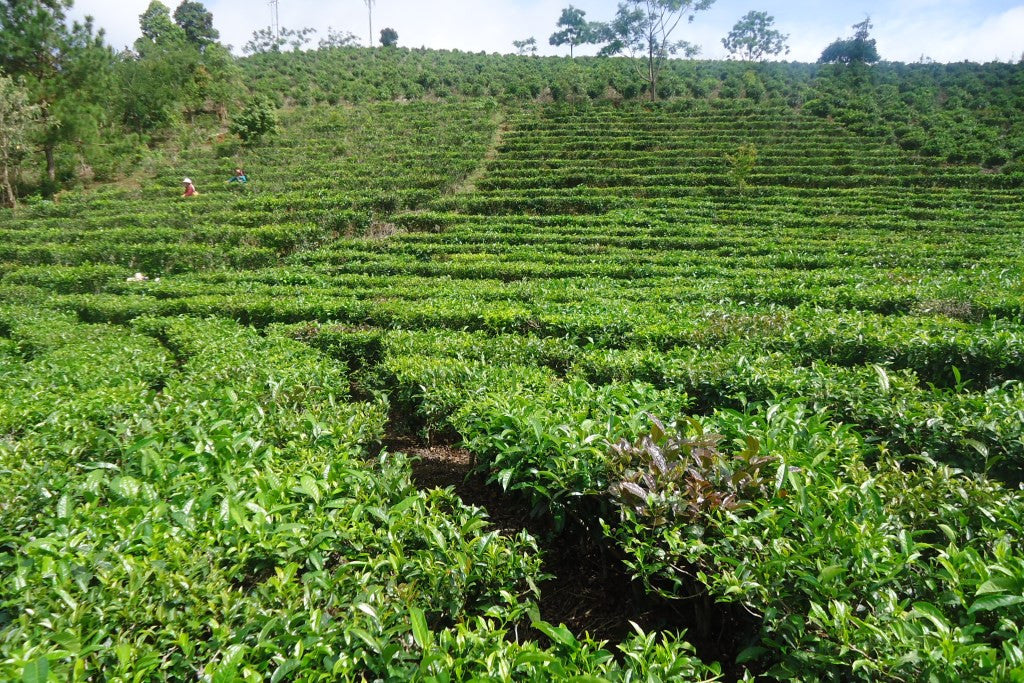 tea plantation with picking table