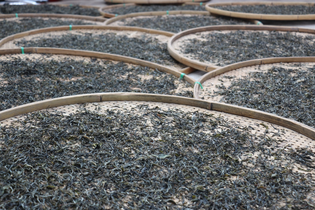 Spring 2017 Jingmai Single Trees